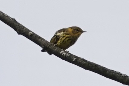 Cape May Warbler - Carol Speck