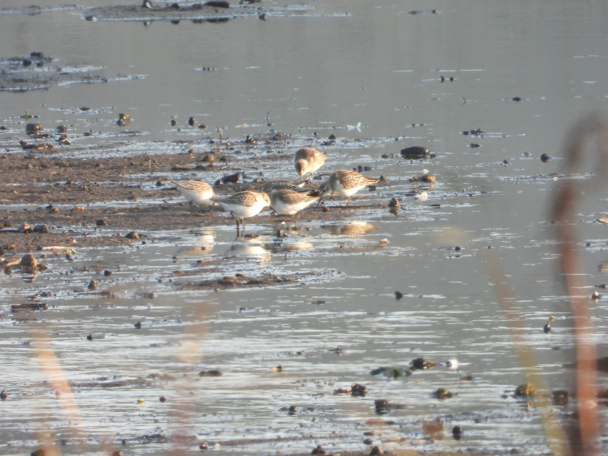 Western Sandpiper - ML606136471