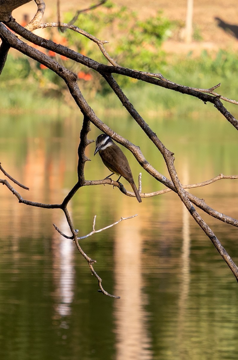 Great Kiskadee - ML606136861