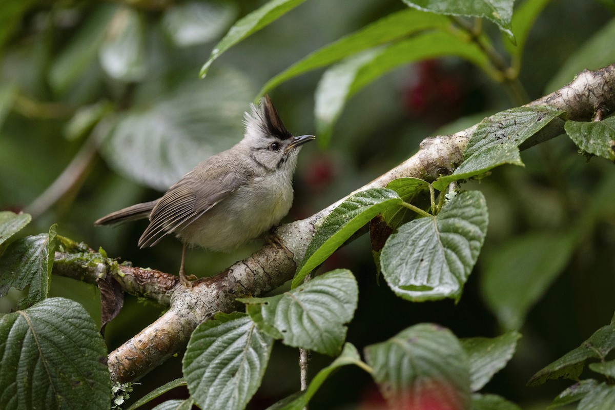 Taiwan Yuhina - ML606137081