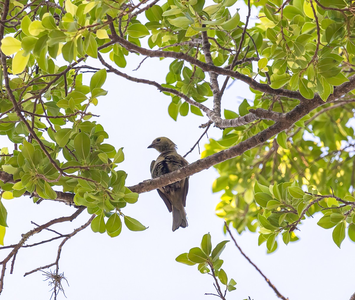 Palm Tanager - ML606137161