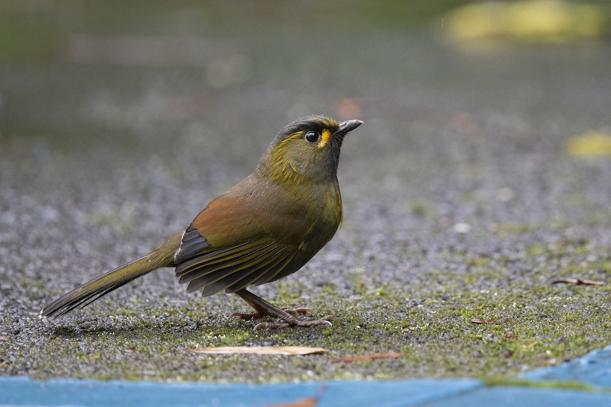 Taiwan Liocichla - ML606137431