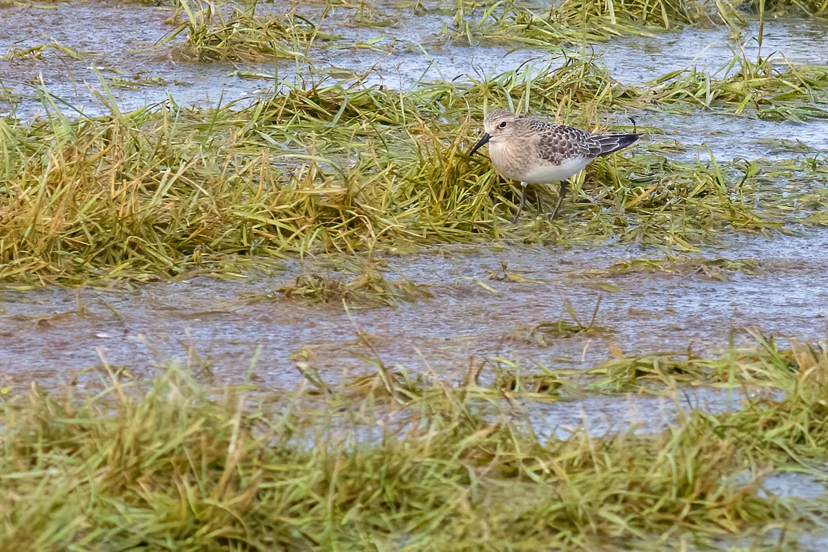 Baird's Sandpiper - ML606137451