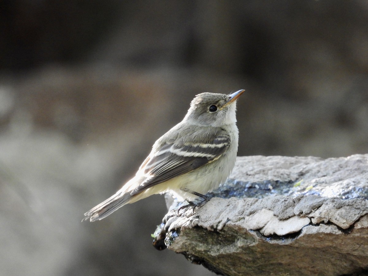 Willow Flycatcher - ML606137801