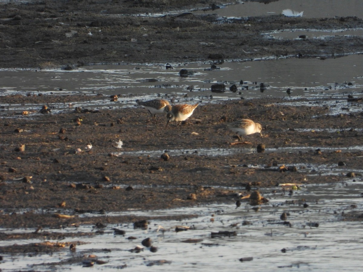 Western Sandpiper - ML606137991