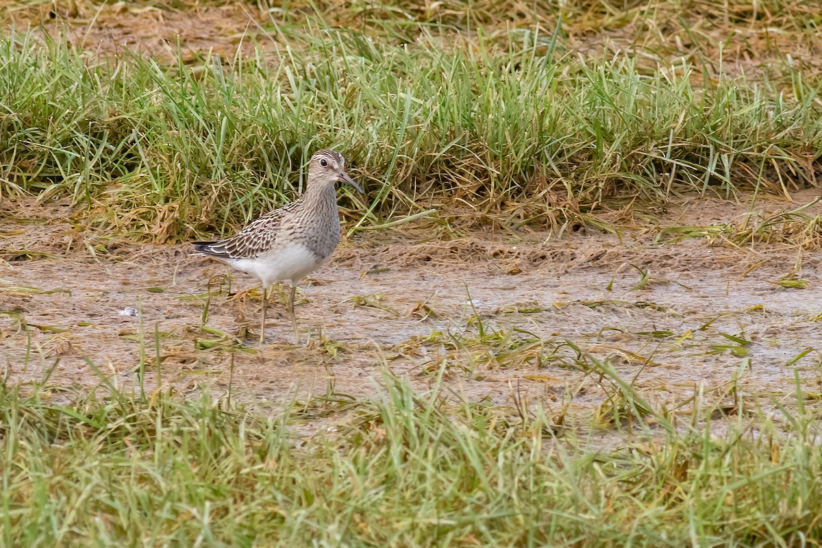 Bécasseau à poitrine cendrée - ML606138281