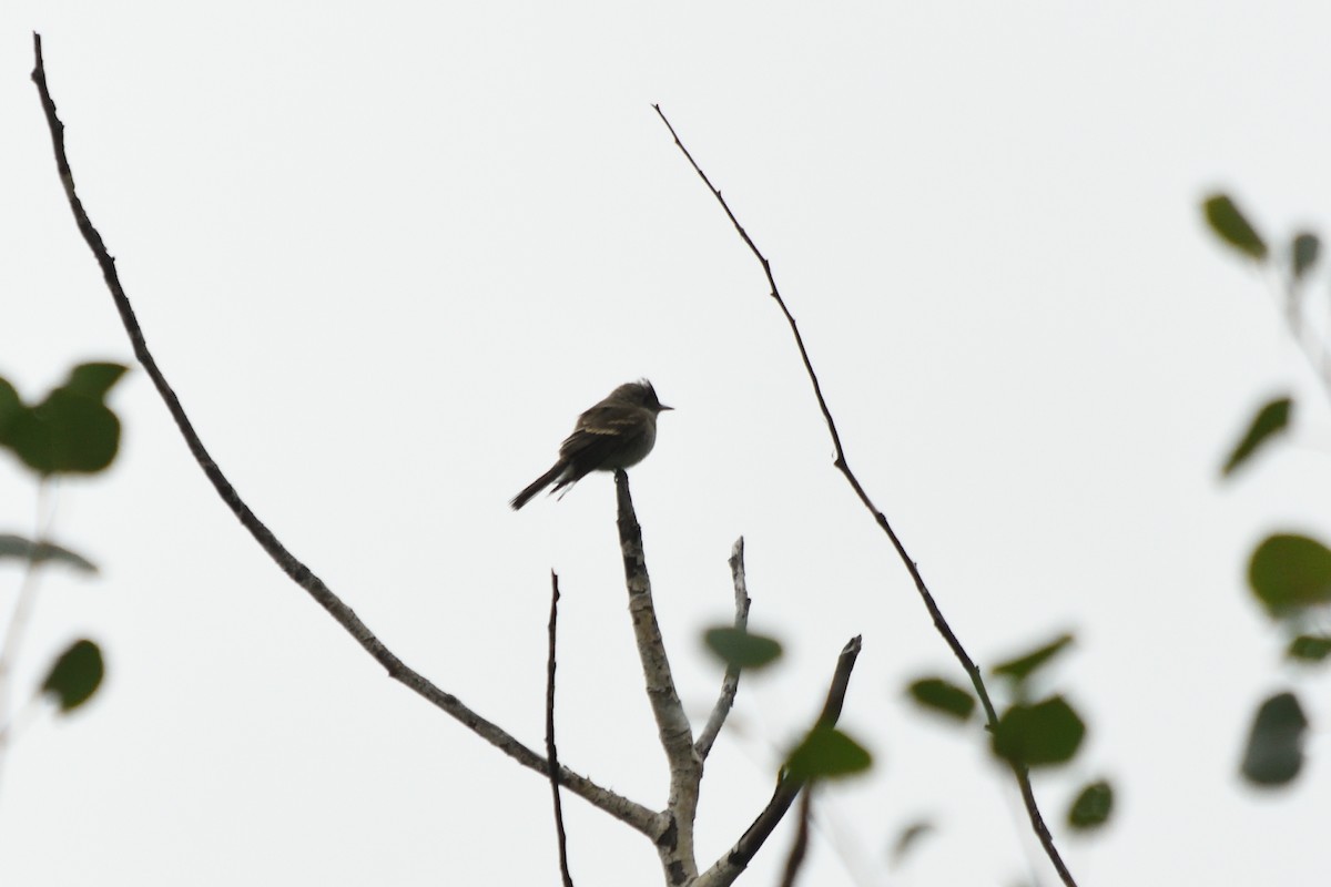 Eastern Wood-Pewee - ML606138361