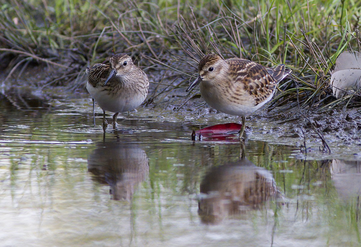 Least Sandpiper - John Gluth