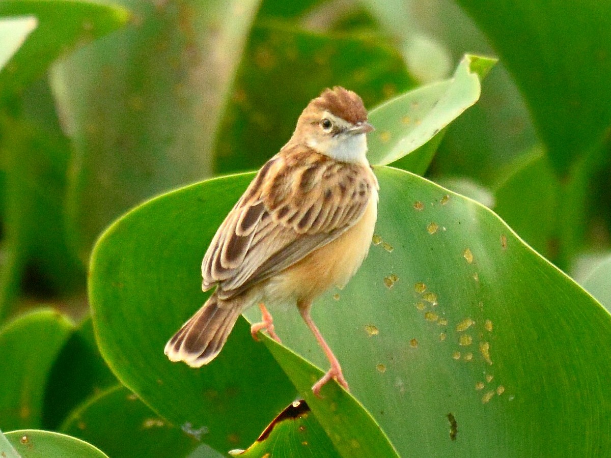 Zitting Cisticola - Renuka Vijayaraghavan