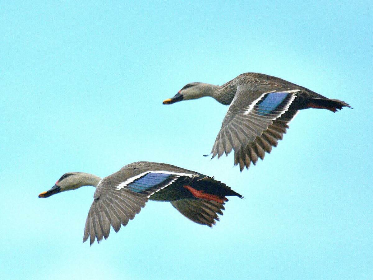 Indian Spot-billed Duck - ML60613851