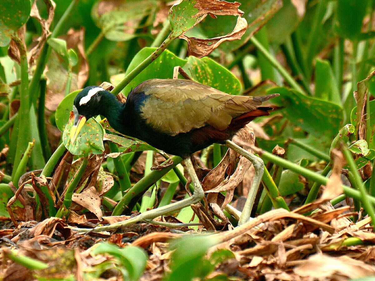 Bronze-winged Jacana - ML60613901