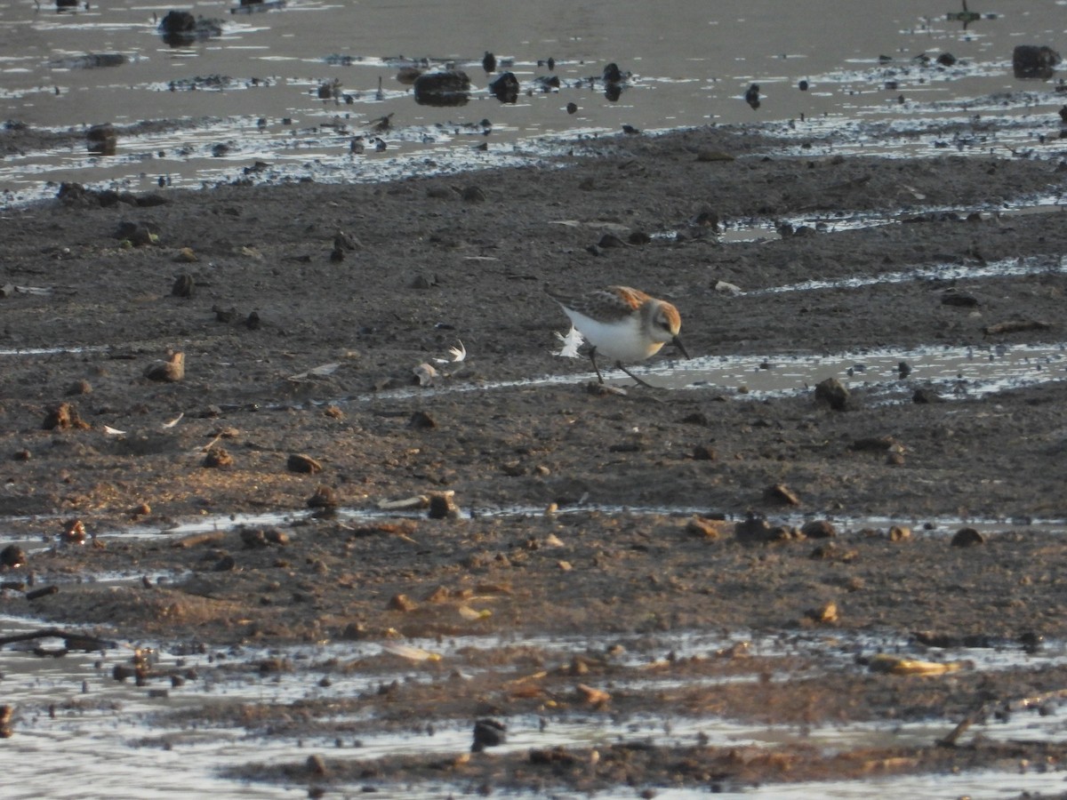 Western Sandpiper - Bill Holland