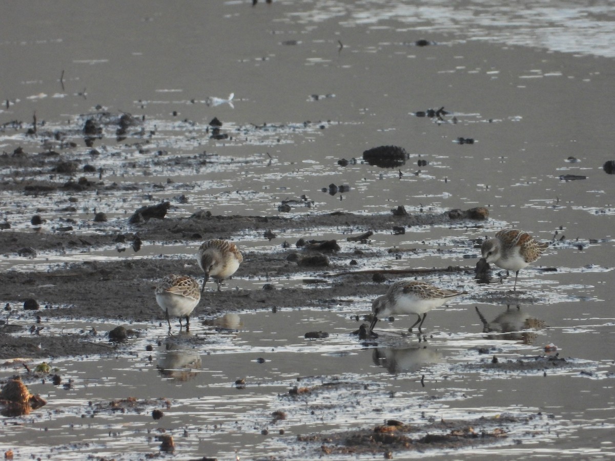 Western Sandpiper - ML606139501