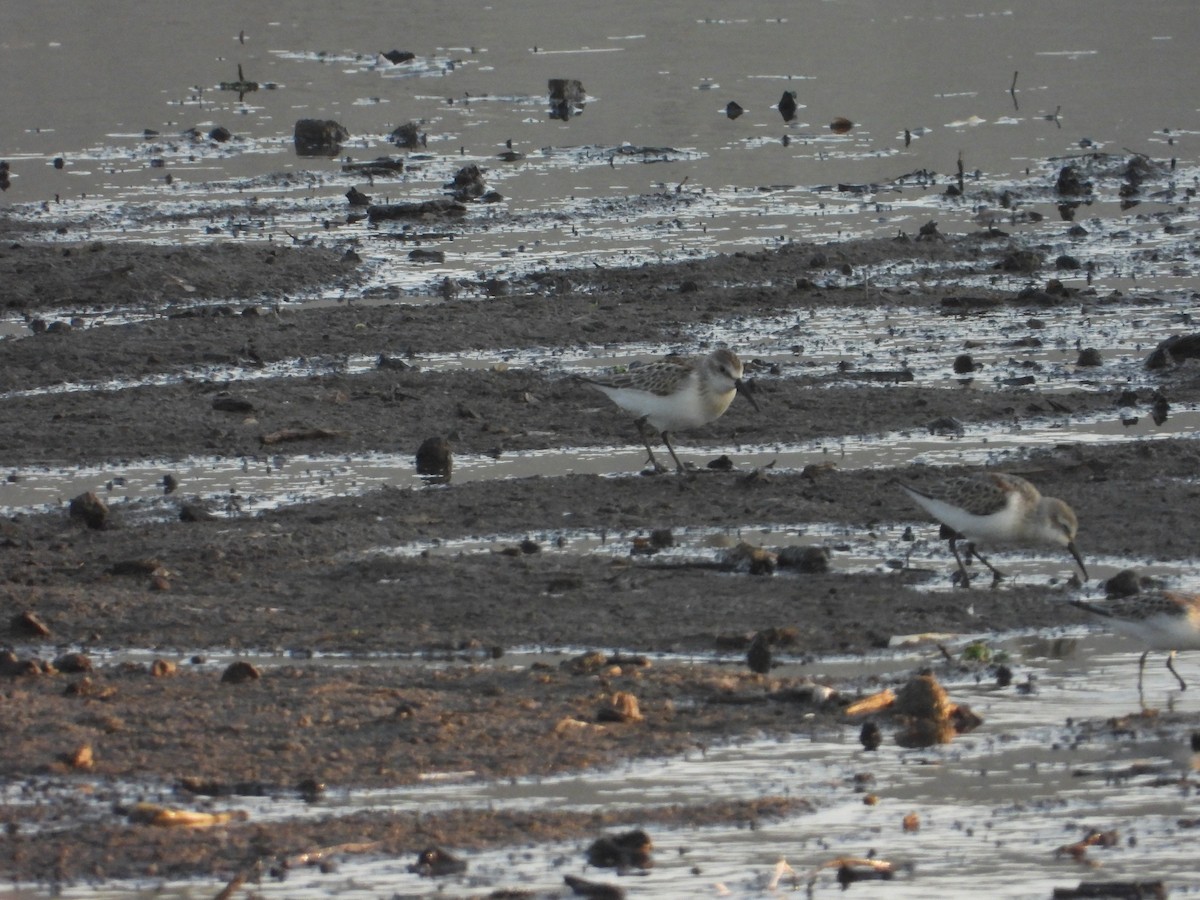 Western Sandpiper - ML606139571