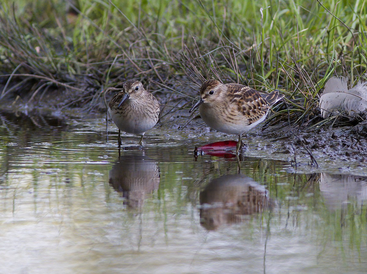 Least Sandpiper - John Gluth