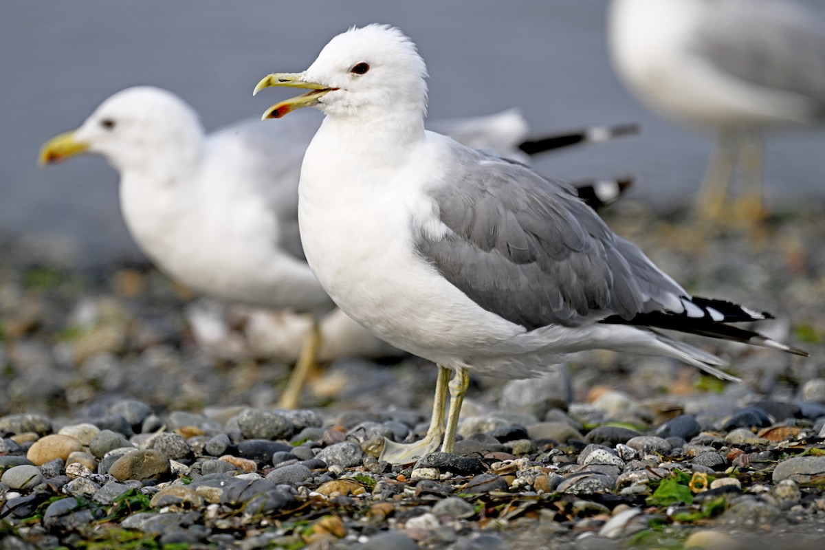 California Gull - ML606140971