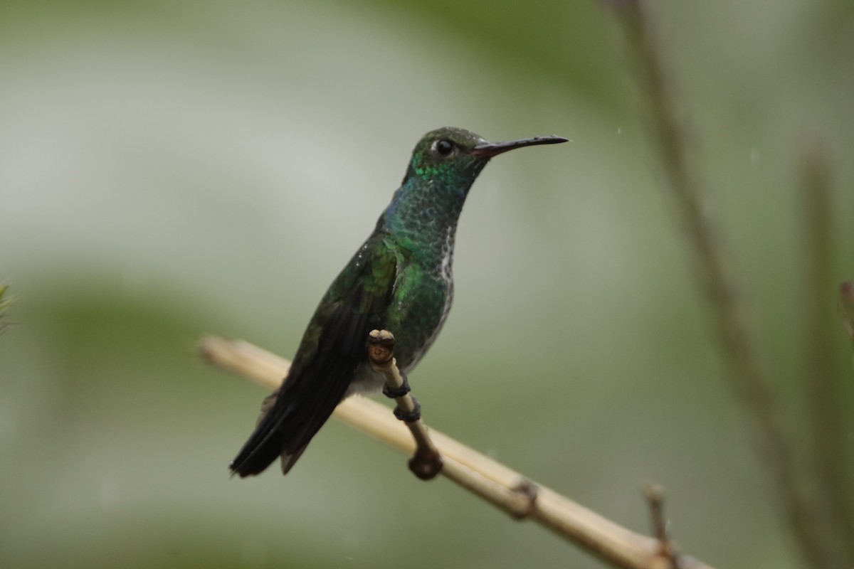 Glittering-throated Emerald - ML606141381