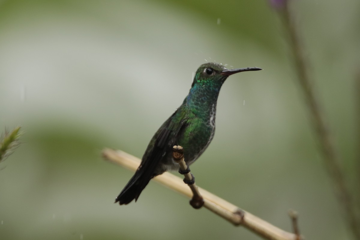 Glittering-throated Emerald - ML606141391