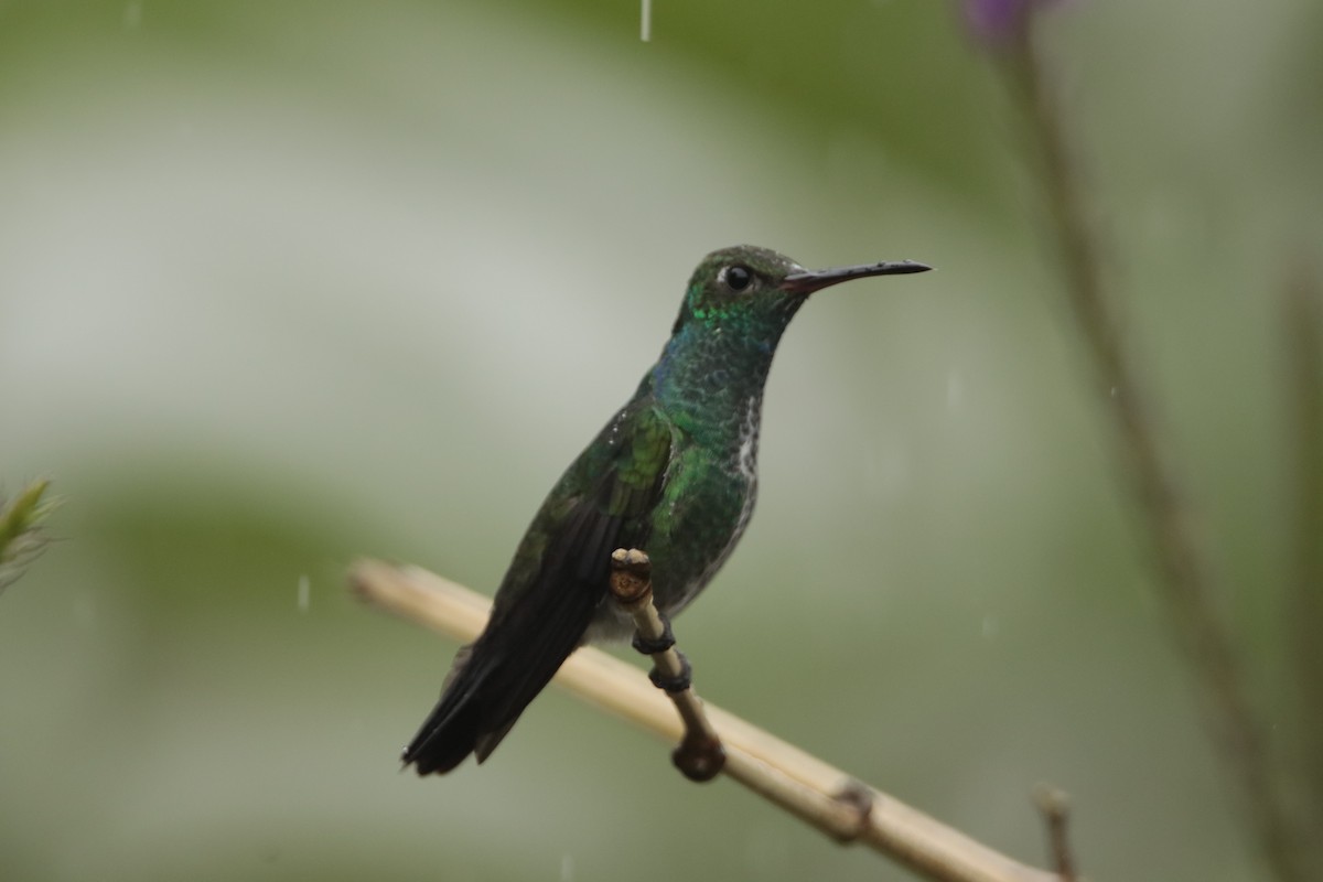 Glittering-throated Emerald - ML606141401