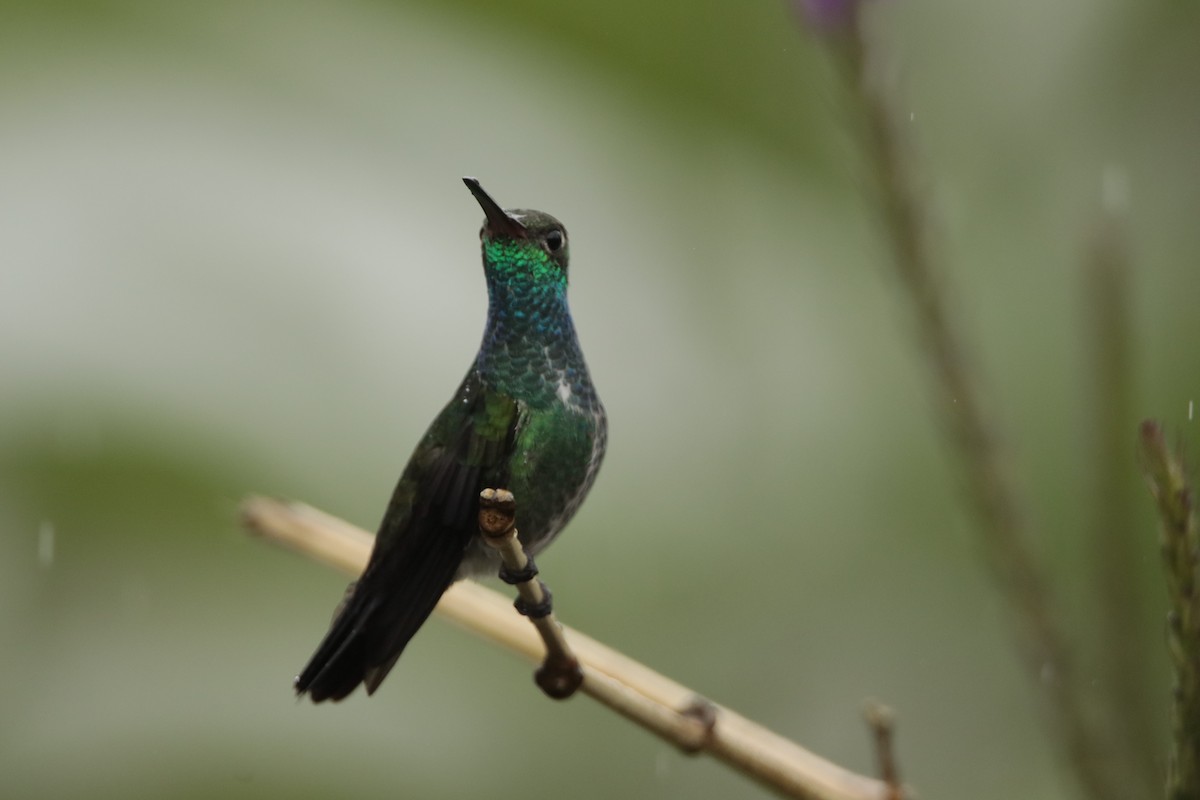 Glittering-throated Emerald - ML606141411