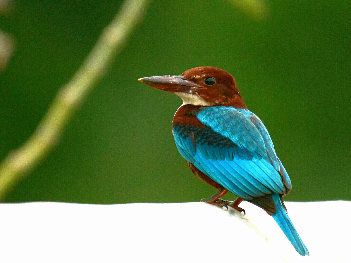 White-throated Kingfisher - ML60614171