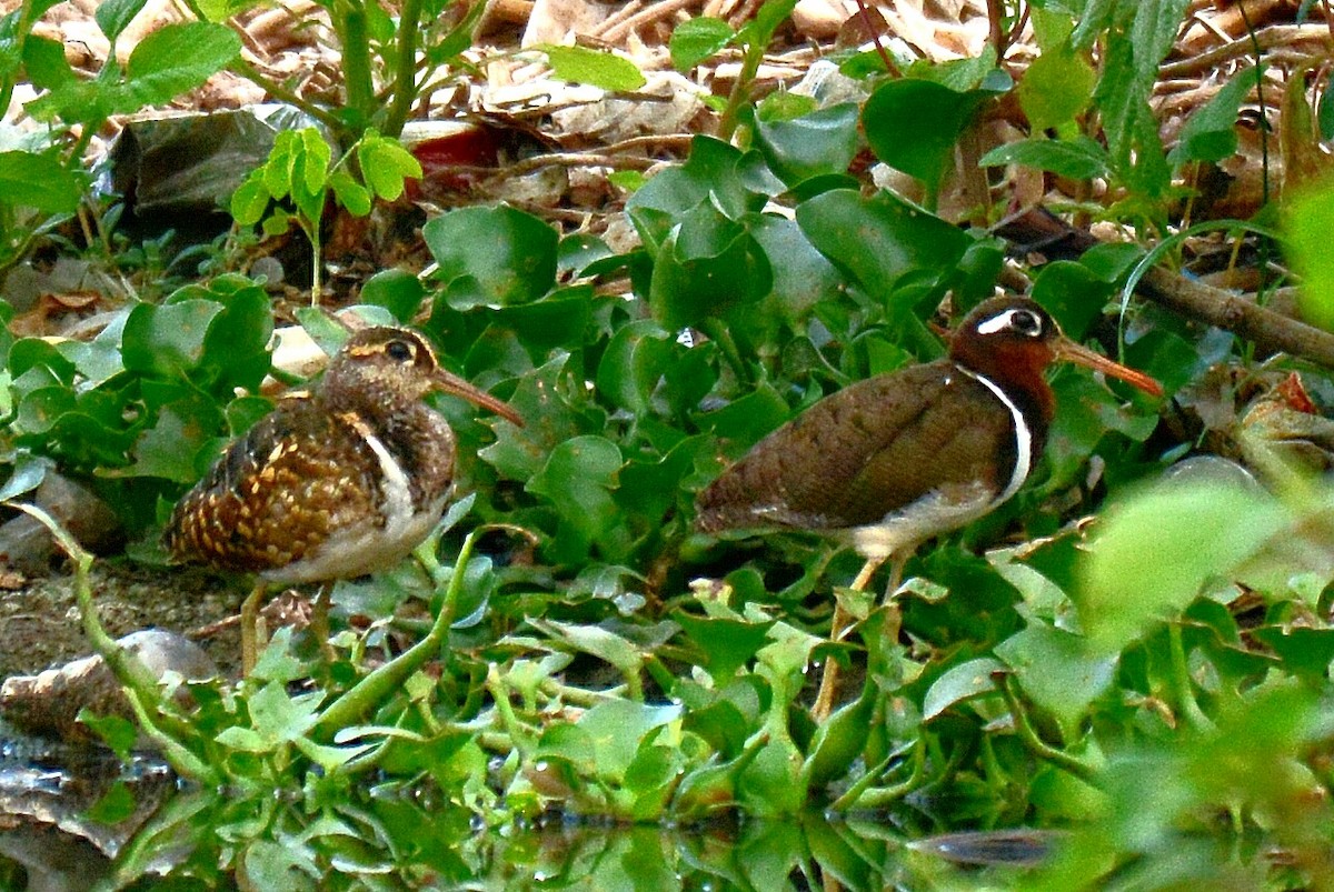 Greater Painted-Snipe - ML60614191