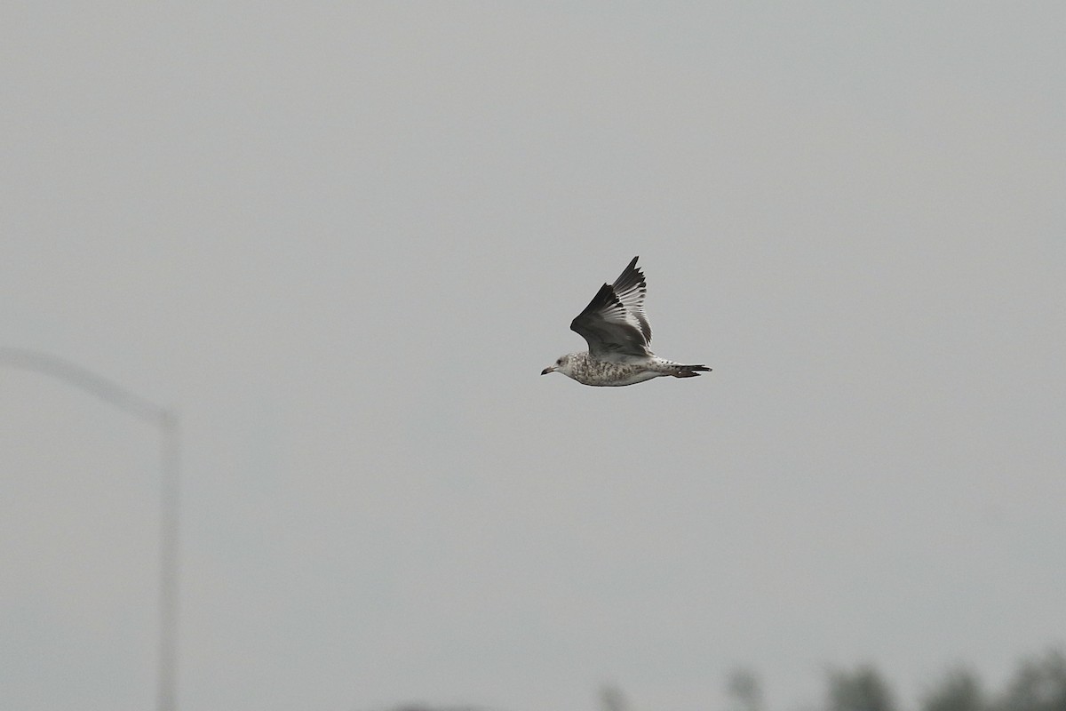 Ring-billed Gull - ML606142001