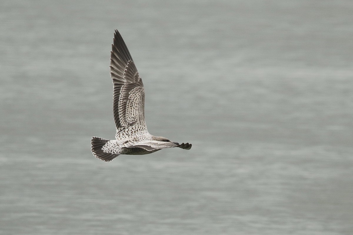 California Gull - ML606142031