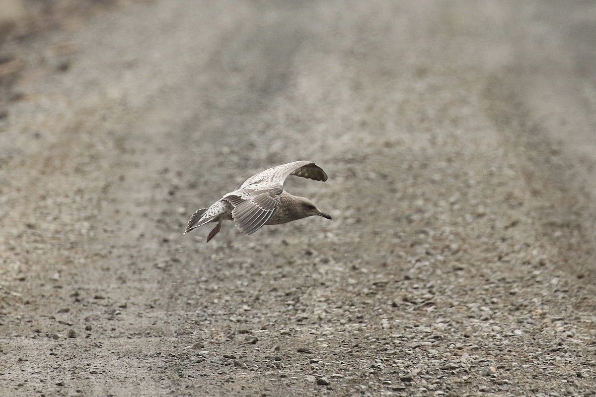 Gaviota Californiana - ML606142051