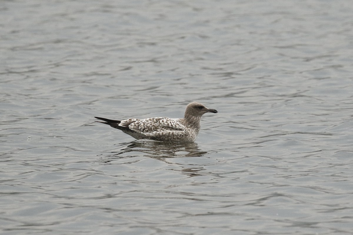 California Gull - ML606142061