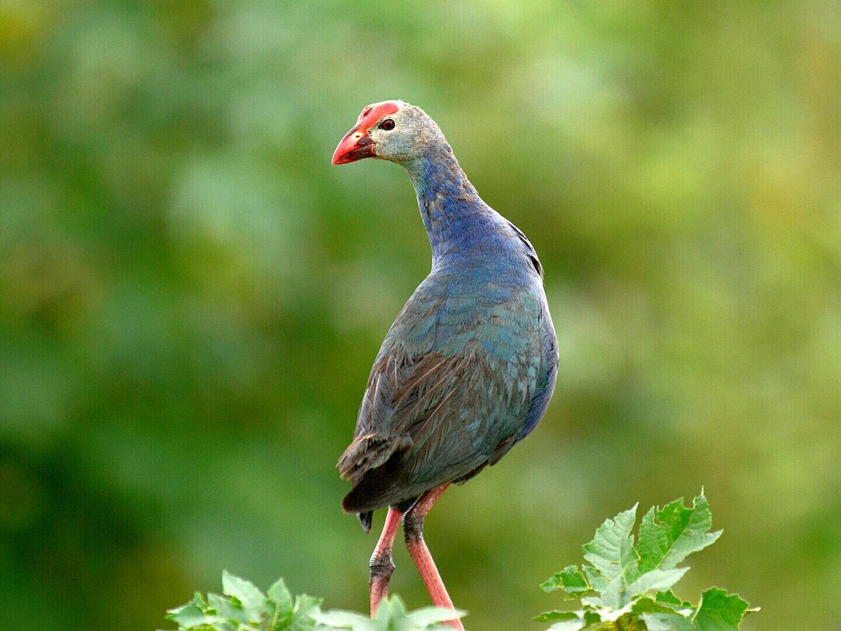 Gray-headed Swamphen - ML60614221