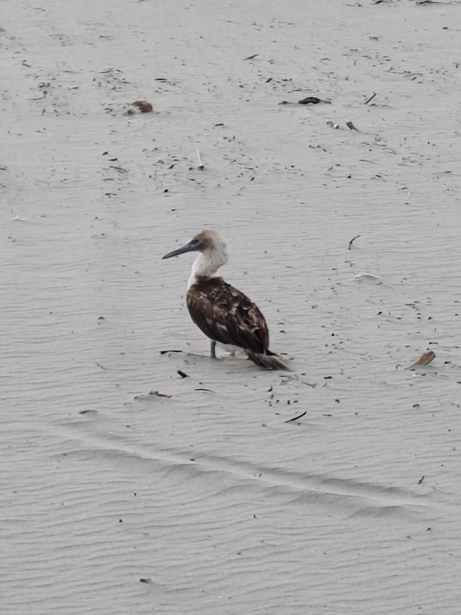 Blue-footed Booby - ML606142211