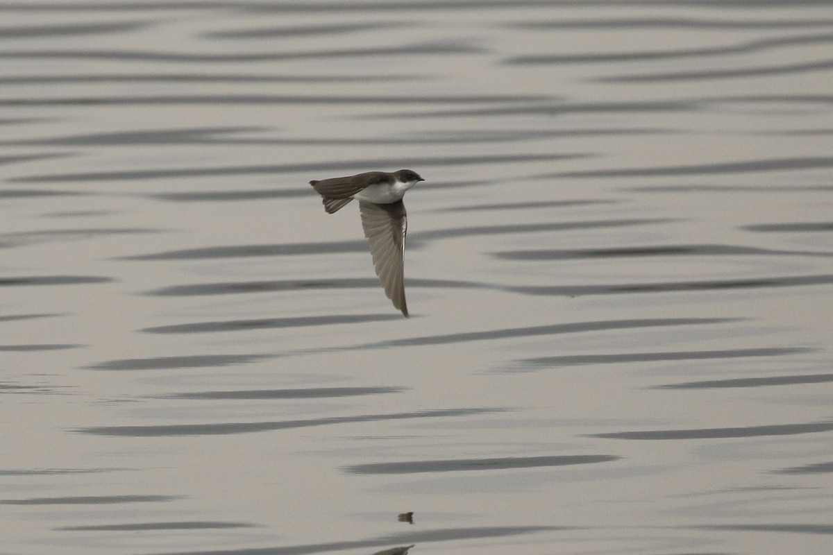 Tree Swallow - ML606142251