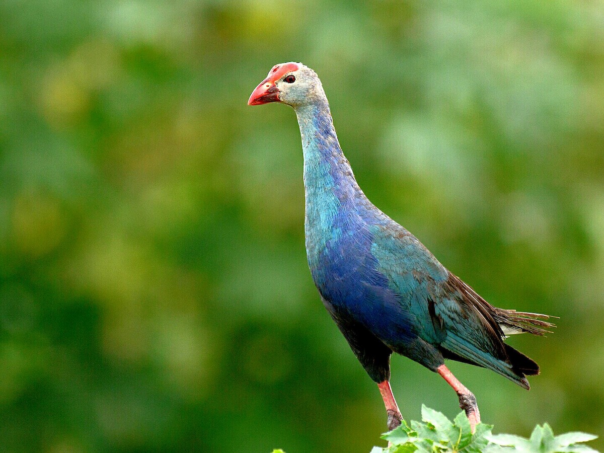 Gray-headed Swamphen - ML60614231