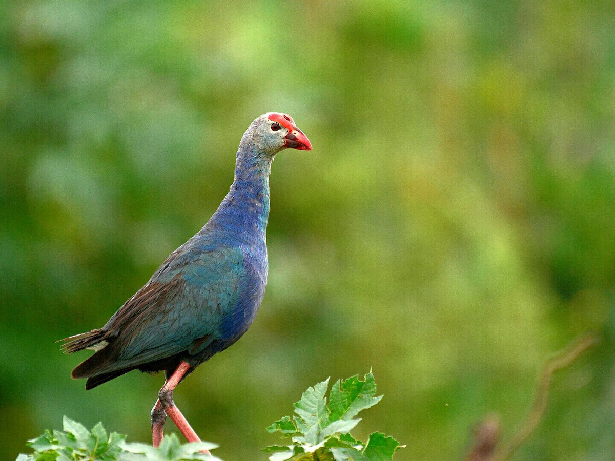 Gray-headed Swamphen - ML60614241