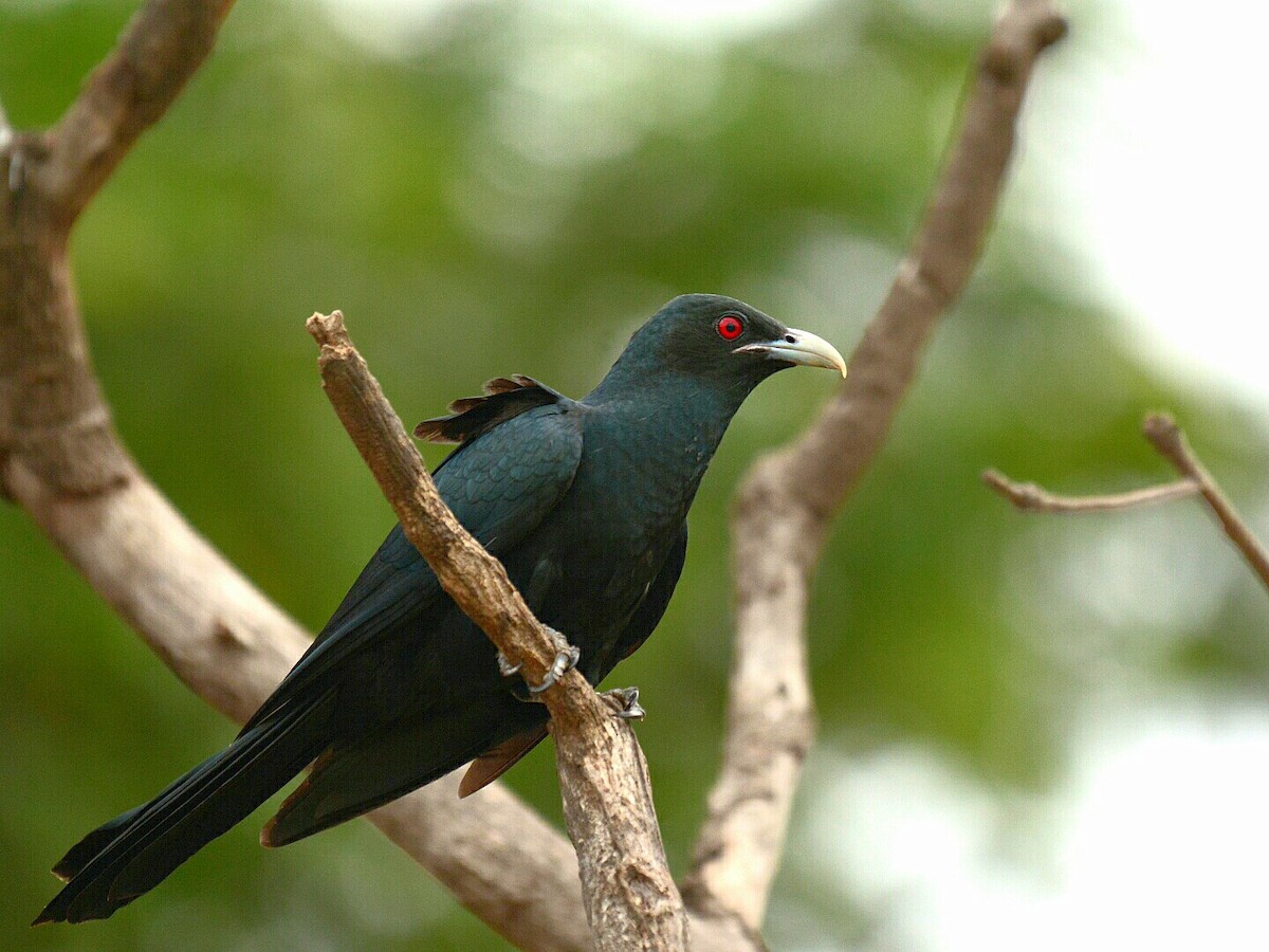 Asian Koel - Renuka Vijayaraghavan