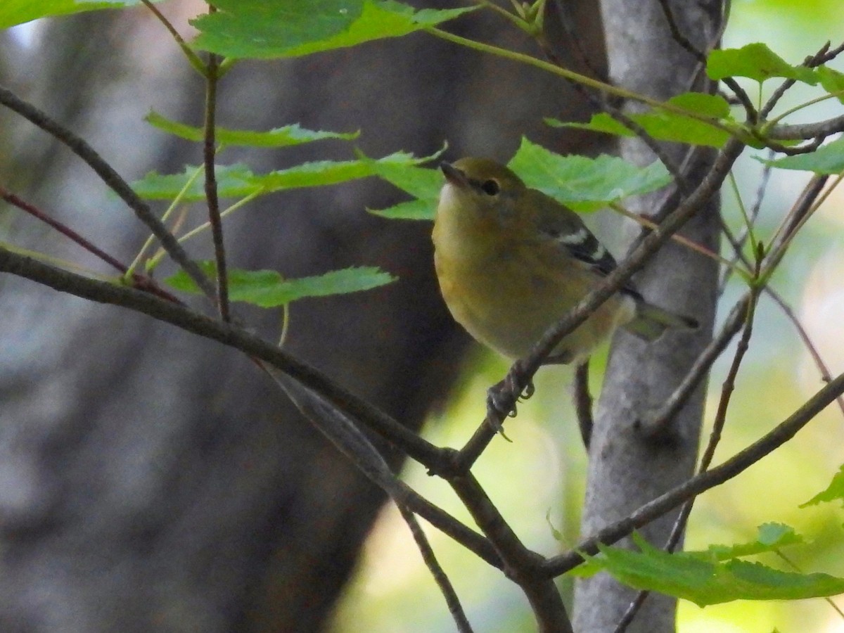 Bay-breasted Warbler - ML606144891