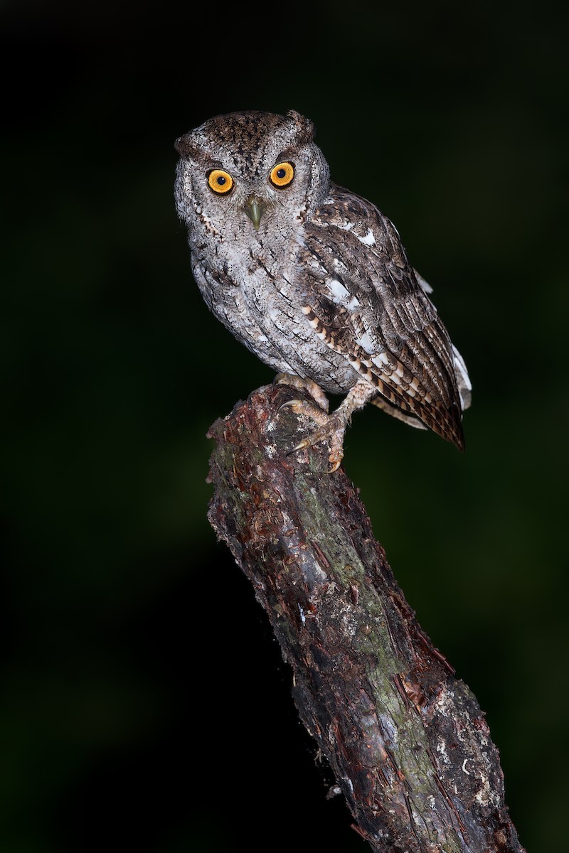 Pacific Screech-Owl - ML606145001
