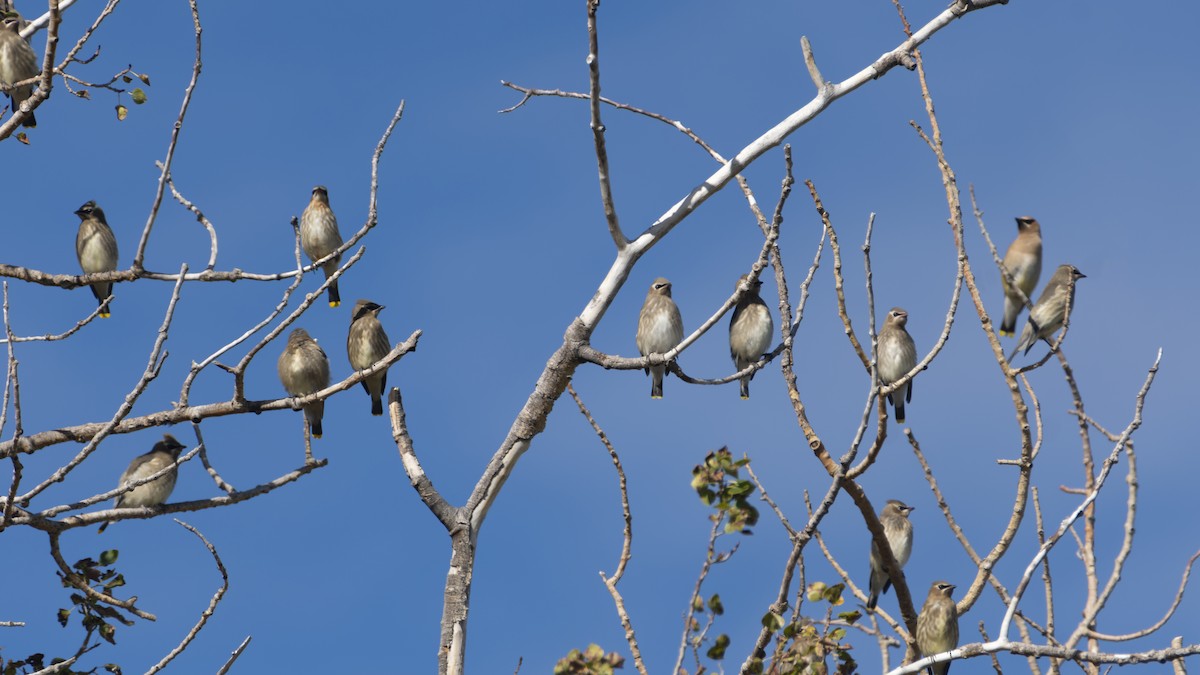 Cedar Waxwing - ML606145131