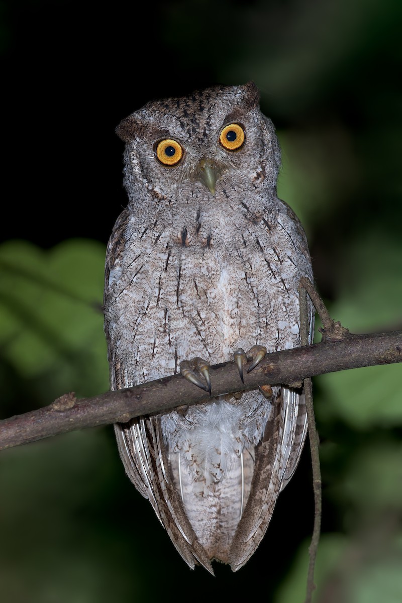 Pacific Screech-Owl - ML606145151