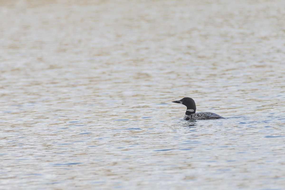 Common Loon - ML606145351