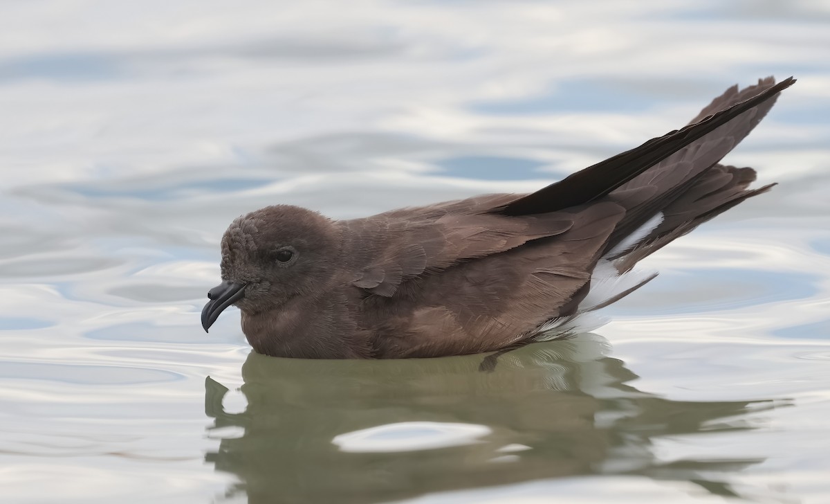 Wedge-rumped Storm-Petrel - ML606145601