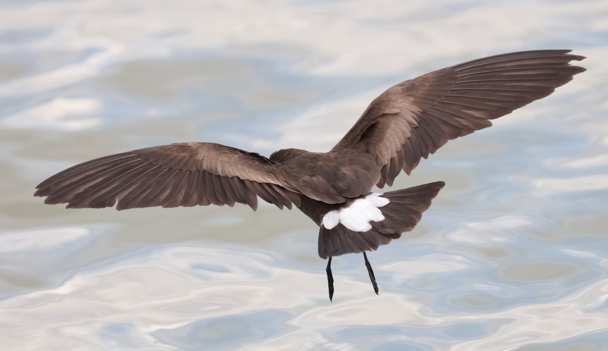 Wedge-rumped Storm-Petrel - ML606145681