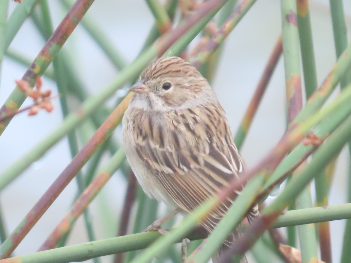 Brewer's Sparrow - Eric Ongman