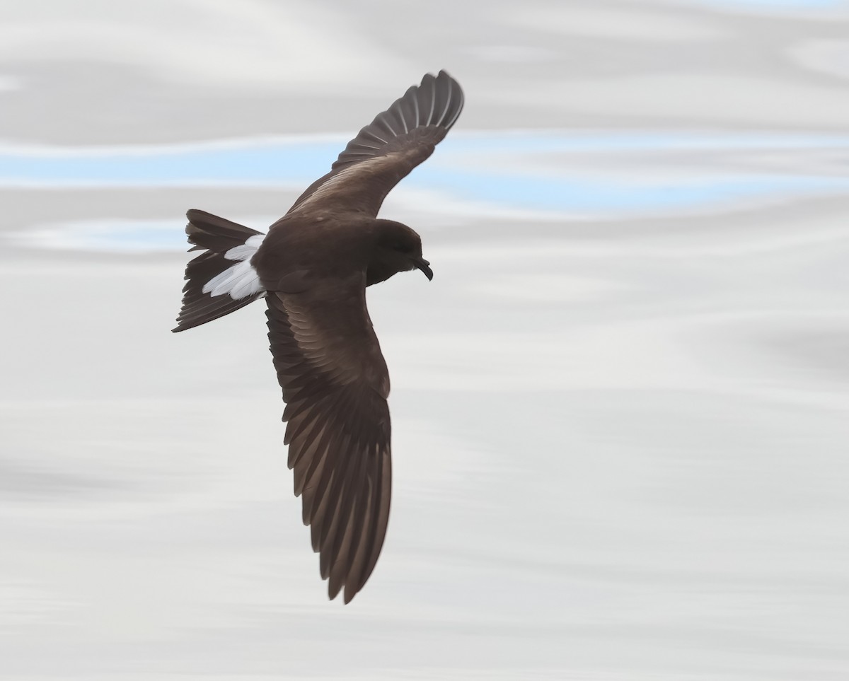 Wedge-rumped Storm-Petrel - ML606146561