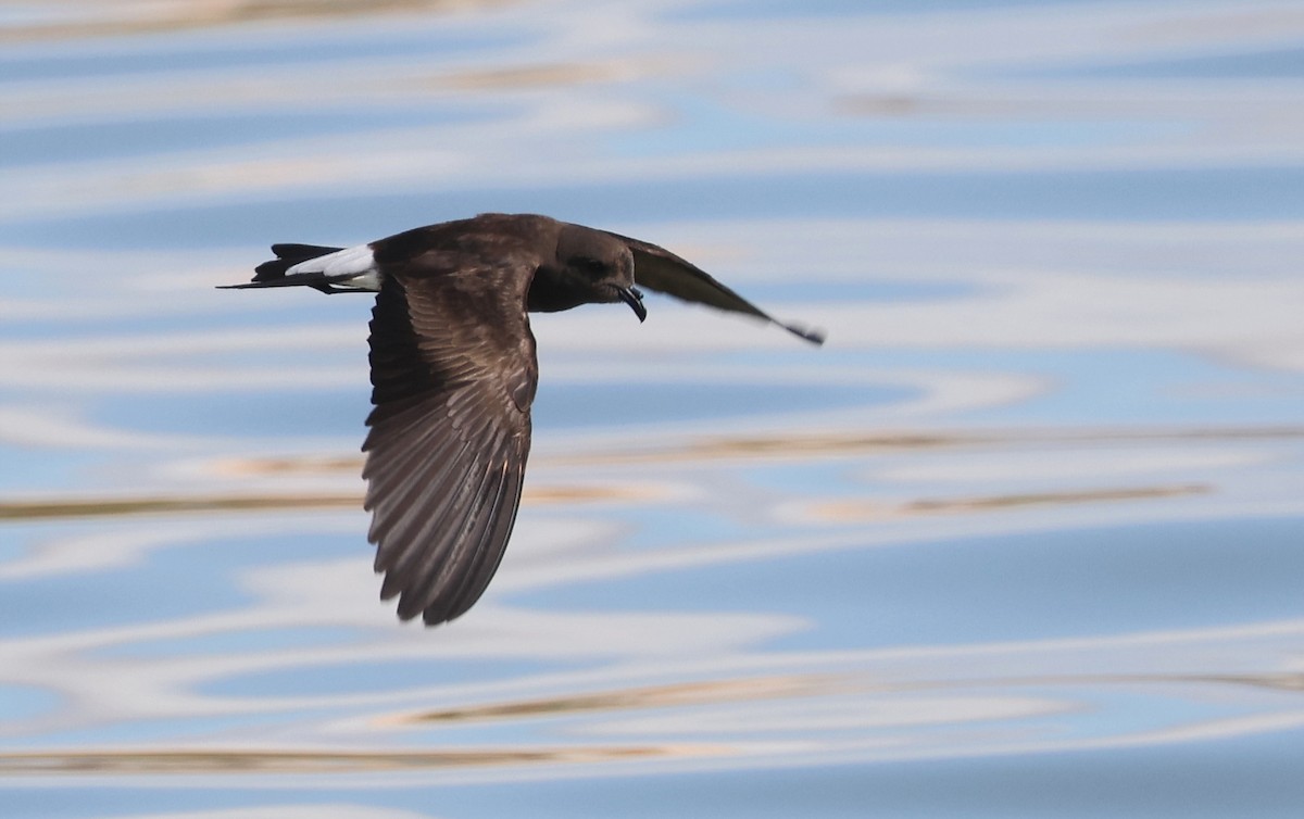 Wedge-rumped Storm-Petrel - ML606146571