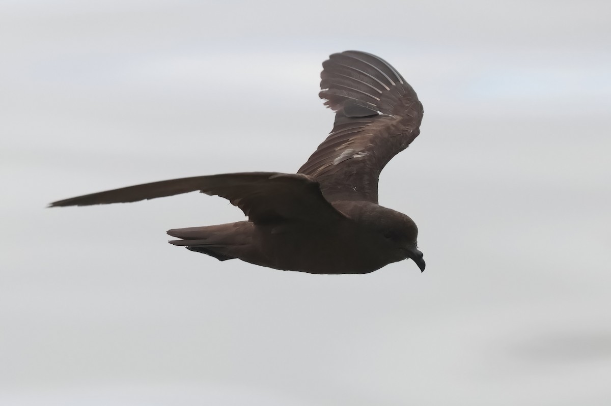 Least Storm-Petrel - ML606146771