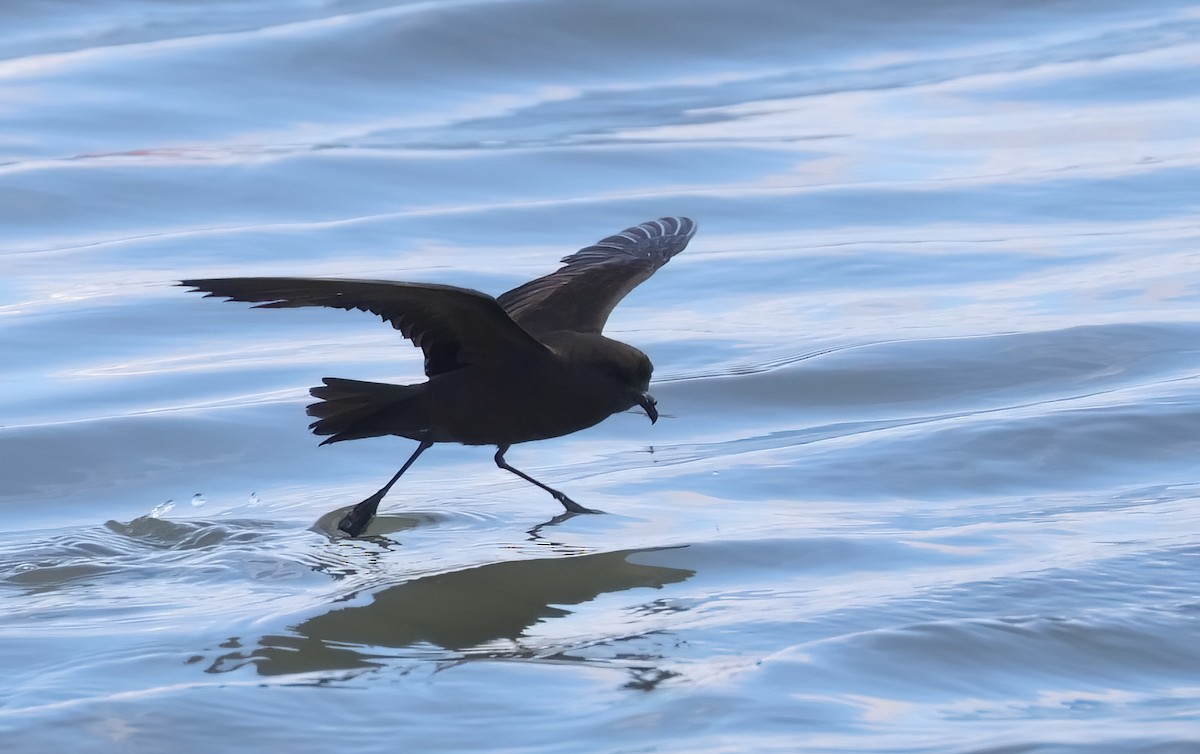 Least Storm-Petrel - ML606146781