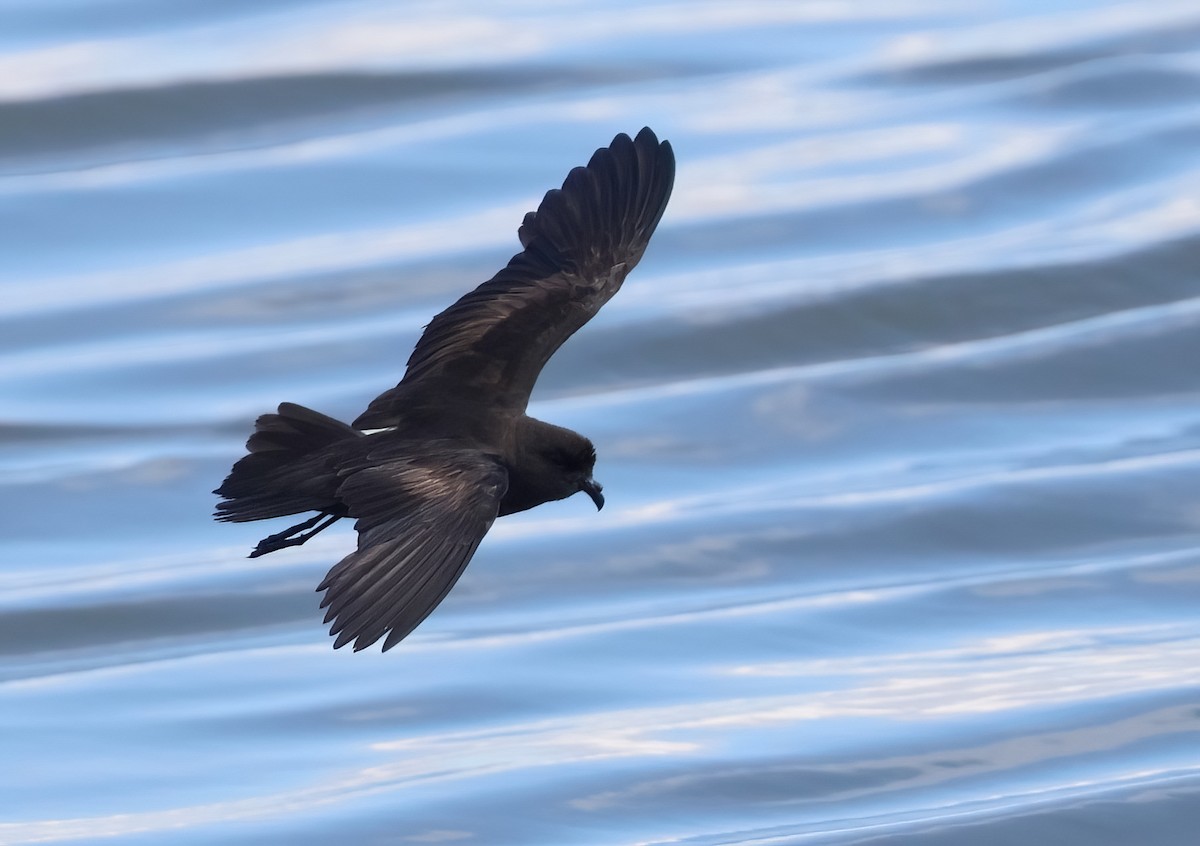 Least Storm-Petrel - ML606146791