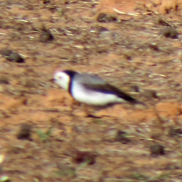 White-fronted Chat - ML60614681